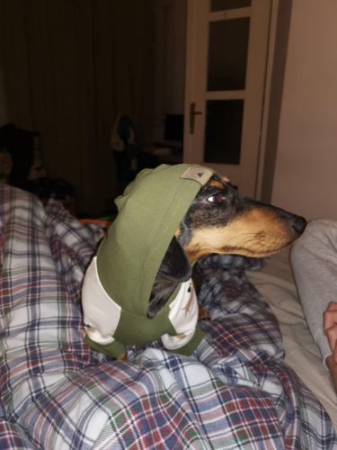 Kapucnis kutya pulcsi nagytestű kutyáknak (L-XXL)